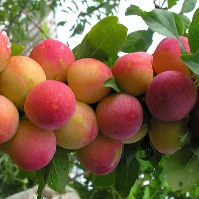 Слива СКОРОПЛОДНАЯ  Слива СКОРОПЛОДНАЯ в Туле