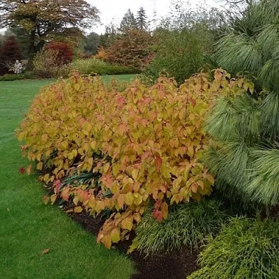Дерен  АННА ВИНТЕР ОРАНЖ кроваво-красный    Дерен  АННА ВИНТЕР ОРАНЖ кроваво-красный   в Туле