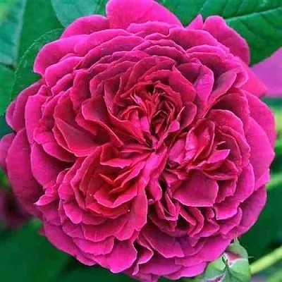 Саженцы роз ВИЛЬЯМ ШЕКСПИР английская  Саженцы роз ВИЛЬЯМ ШЕКСПИР английская в Туле