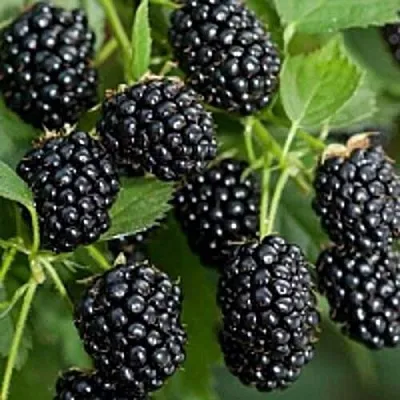 Бесшипная в Туле