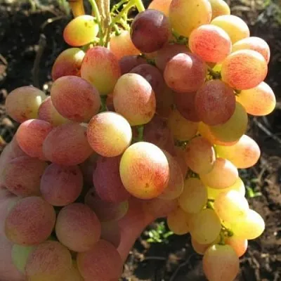 Виноград ТАСОН в Туле