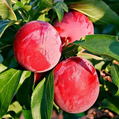 Красная в Туле