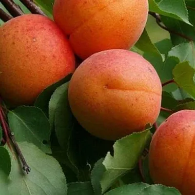 Абрикос ГРАФИНЯ  Абрикос ГРАФИНЯ в Туле