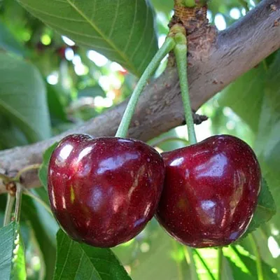 Черешня СЮБАРОВСКАЯ  Черешня СЮБАРОВСКАЯ в Туле