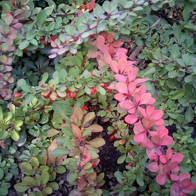 Барбарис ГРИН КАРПЕТ тунберга в Туле