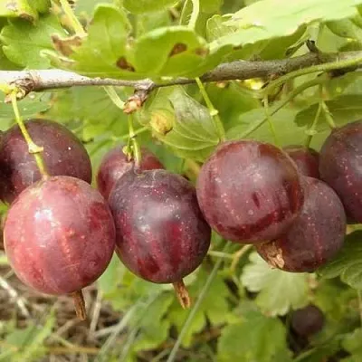 Крыжовник СМЕНА  Крыжовник СМЕНА в Туле