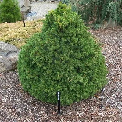 Ель ТОМПА обыкновенная  Ель ТОМПА обыкновенная в Туле