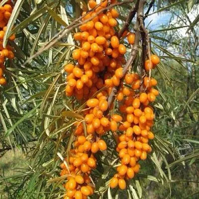 Облепиха НИВЕЛЕНА в Туле