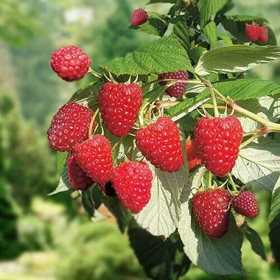 Малина РУБИФОЛ в Туле