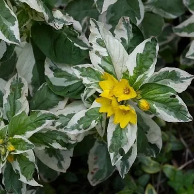 Вербейник АЛЕКСАНДР точечный  Вербейник АЛЕКСАНДР точечный в Туле