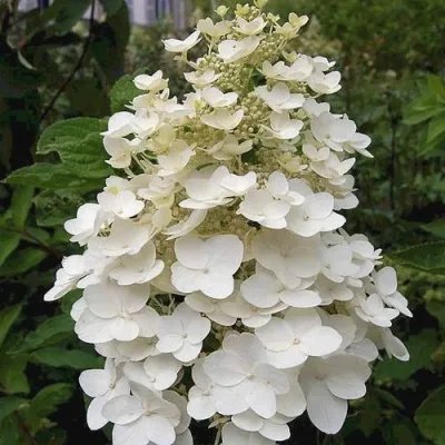 Гортензия КИУШУ метельчатая в Туле