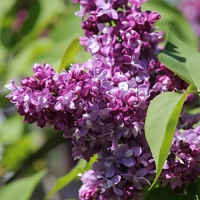 Сирень ИЗОБИЛИЕ  Сирень ИЗОБИЛИЕ в Туле