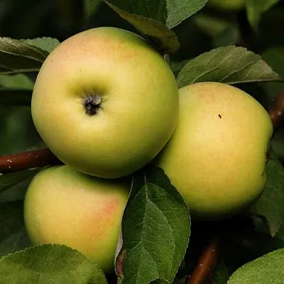 Яблоня ДАНИЛА  Яблоня ДАНИЛА в Туле