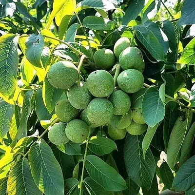 Грецкий орех  ИЗЯЩНЫЙ в Туле