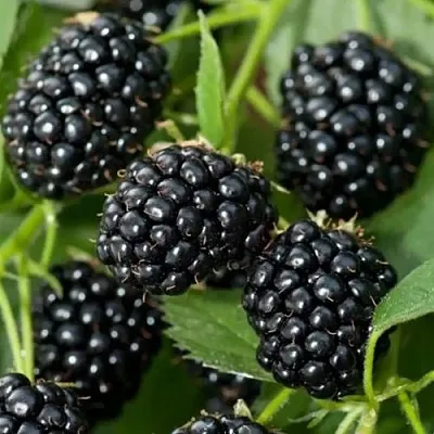 Ежевика ТРИПЛ КРАУН бесшипная  Ежевика ТРИПЛ КРАУН бесшипная в Туле