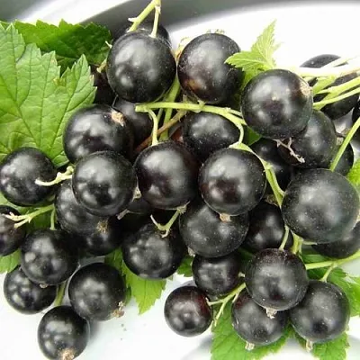 Смородина черная ТИТАНИЯ  Смородина черная ТИТАНИЯ в Туле