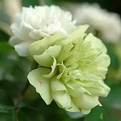 Саженцы роз ГРИН АЙС миниатюрная  Саженцы роз ГРИН АЙС миниатюрная в Туле