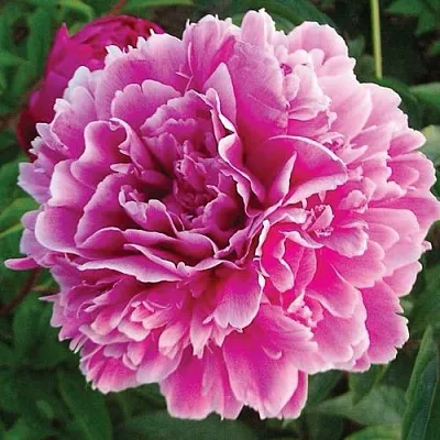 Пион ПУРПУРНАЯ ФЕЕРИЯ травянистый  Пион ПУРПУРНАЯ ФЕЕРИЯ травянистый в Туле