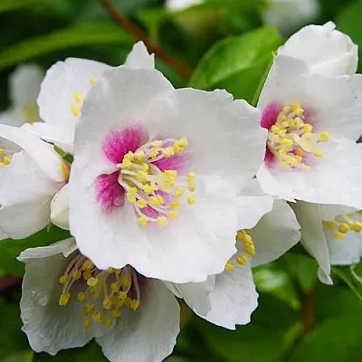 Жасмин БЕЛЬ ЭТУАЛЬ  Жасмин БЕЛЬ ЭТУАЛЬ в Туле