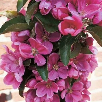 Яблоня ЗЕЛЁНЫЙ БУКЕТ декоративная в Туле