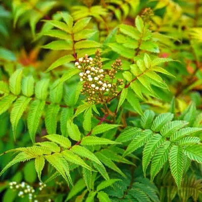 Рябинник в Туле