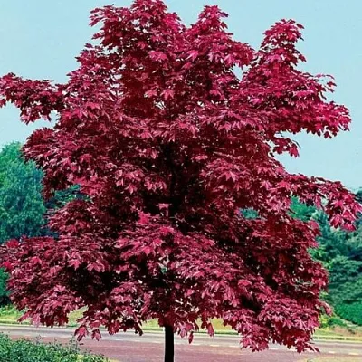 Клен КРИМСОН КИНГ остролистный в Туле