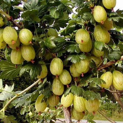 Крыжовник ИНВИКТА в Туле