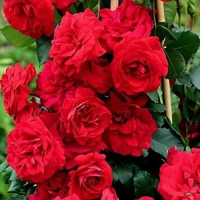 Саженцы роз АМАДЕУС плетистая  Саженцы роз АМАДЕУС плетистая в Туле