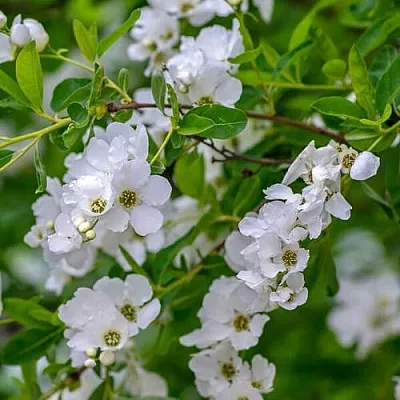 Экзохорда в Туле