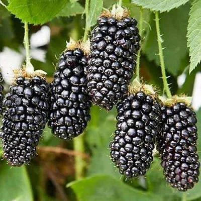 Ежевика КАРАКА БЛЭК  Ежевика КАРАКА БЛЭК в Туле