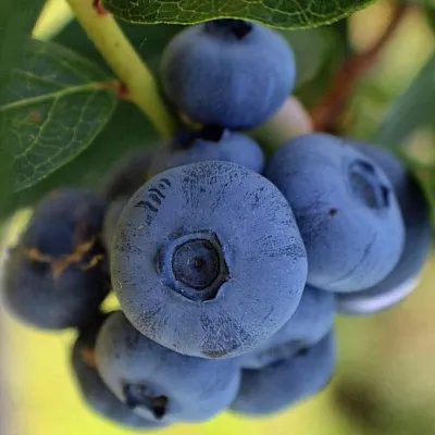 Средние сорта  Средние сорта в Туле