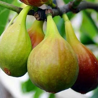 Инжир ДАЛМАТСКИЙ  Инжир ДАЛМАТСКИЙ в Туле