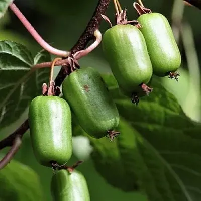 Актинидия СЕНТЯБРЬСКАЯ коломикта  Актинидия СЕНТЯБРЬСКАЯ коломикта в Туле