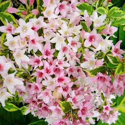 Вейгела САННИ ПРИНЦЕСС  Вейгела САННИ ПРИНЦЕСС в Туле