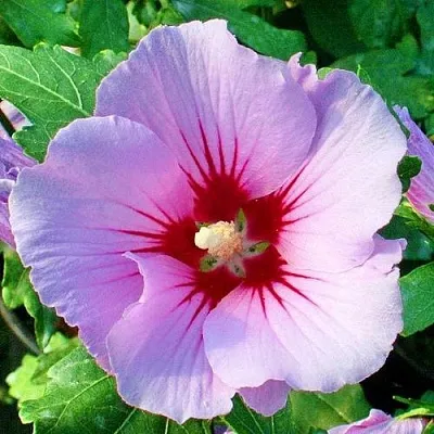 Гибискус ПИНК ФЛИРТ сирийский в Туле