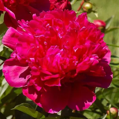 Пион БИГ БЕН травянистый  Пион БИГ БЕН травянистый в Туле