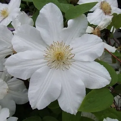 Клематис в Туле