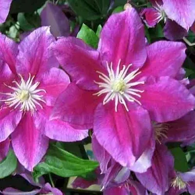 Клематис ХАНИЯ  Клематис ХАНИЯ в Туле