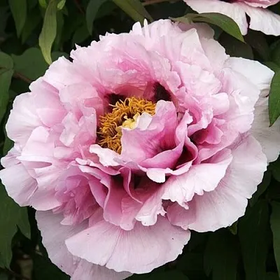 Пион РОЗОВАЯ РЕКА древовидный в Туле