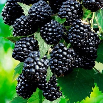 Ежевика ЛОХТЕЙ бесшипная  Ежевика ЛОХТЕЙ бесшипная в Туле