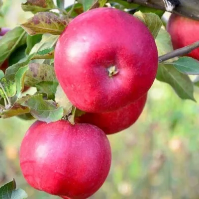 Яблоня АЙДАРЕД — описание сорта Яблоня АЙДАРЕД в Туле