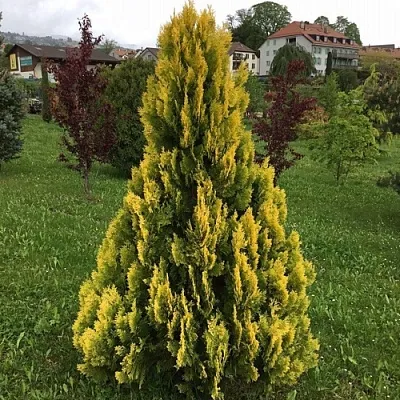 Туя ЕЛЛОУ РИББОН западная  Туя ЕЛЛОУ РИББОН западная в Туле