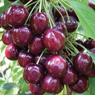 Черешня СЭМ колонновидная  Черешня СЭМ колонновидная в Туле