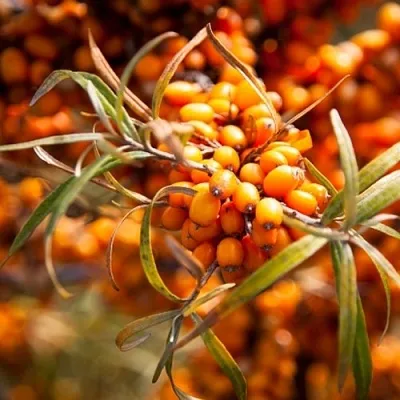 Облепиха ФИНСКАЯ в Туле