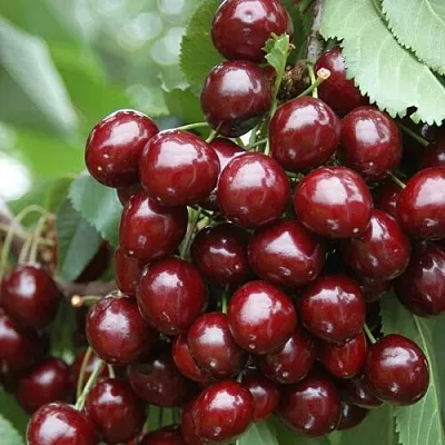 Черешня СИЛЬВИЯ колоновидная  Черешня СИЛЬВИЯ колоновидная в Туле