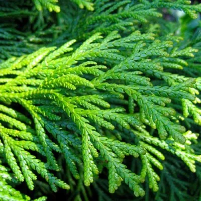 Туевик  Туевик в Туле