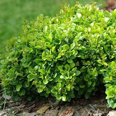 Барбарис КОБОЛЬД тунберга в Туле