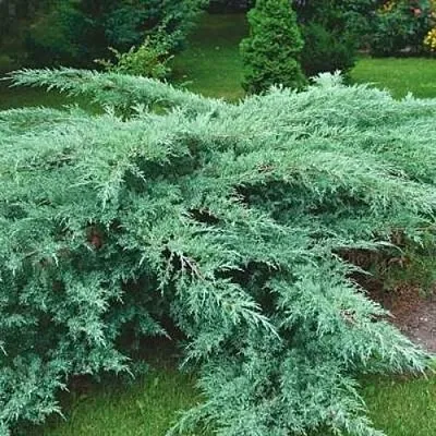 Можжевельник ГРЕЙ ОУЛ виргинский в Туле