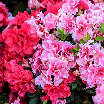 Декоративные растения  Декоративные растения в Туле