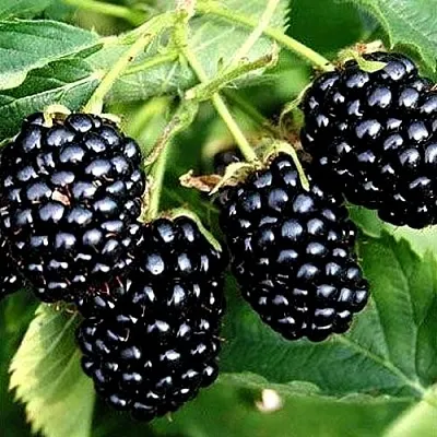 Ежевика ПРАЙМ АРК ТРЕВЕЛЕР ремонтантная  Ежевика ПРАЙМ АРК ТРЕВЕЛЕР ремонтантная в Туле